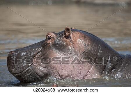 Hippopotamaus wildlife in Kenya View Large Photo Image Stock Photo - Hippopotamaus wildlife in Kenya. Fotosearch