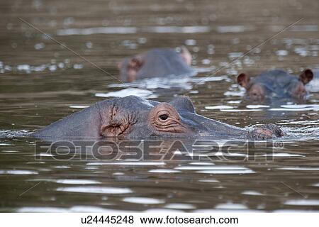 Stock Photo - Hippopotamaus wildlife in Kenya. Fotosearch