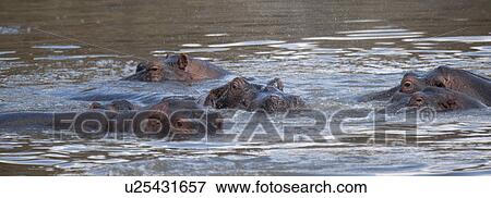 Hippopotamaus wildlife in Kenya View Large Photo Image Stock Photo - Hippopotamaus wildlife in Kenya. Fotosearch