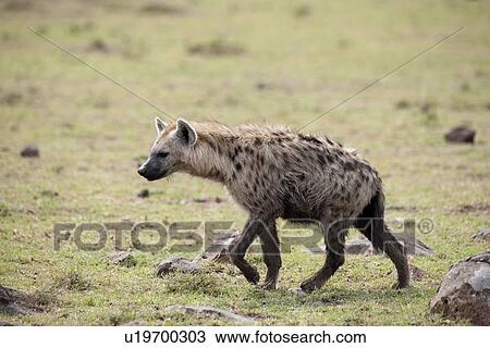 Stock Image - Hyaena wildlife in Kenya. Fotosearch