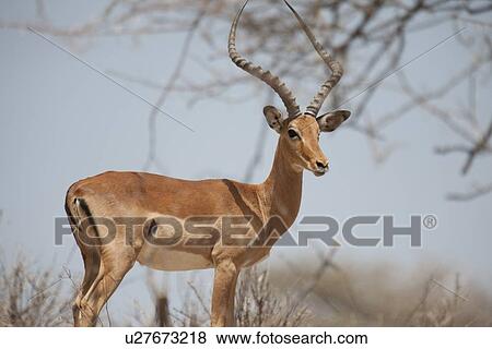 Stock Photo - Impala wildlife in Kenya. Fotosearch