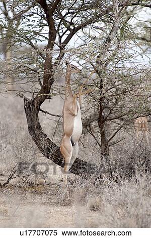 Impala wildlife in Kenya View Large Photo Image Stock Photography - Impala wildlife in Kenya. Fotosearch