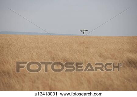 Stock Image - Kenya grassland. Fotosearch
