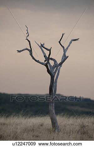 Kenya grassland View Large Photo Image Stock Photo - Kenya grassland. Fotosearch