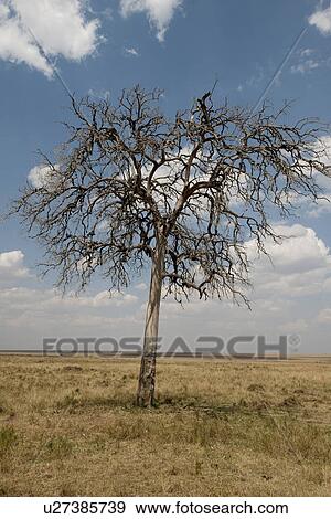 Stock Photo - Kenya grassland. Fotosearch