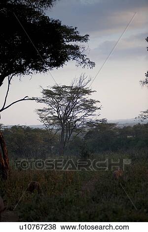 Stock Photo - Kenya horizon at dusk. Fotosearch