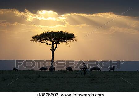 Stock Image - Kenya landscape at sunset. Fotosearch