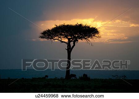 Kenya landscape at sunset View Large Photo Image Stock Photo - Kenya landscape at sunset. Fotosearch