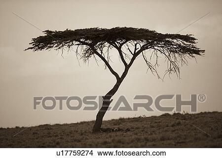 Picture - Kenya landscape. Fotosearch