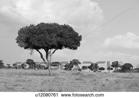 Kenya landscape View Large Photo Image Stock Image - Kenya landscape. Fotosearch