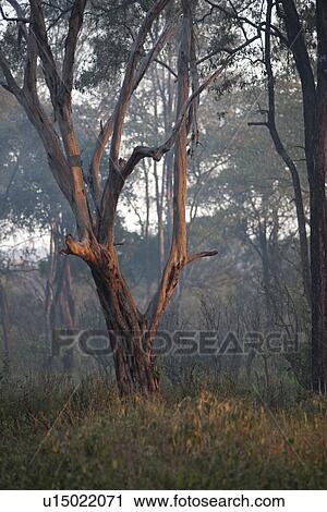 Stock Image - Kenya landscape. Fotosearch