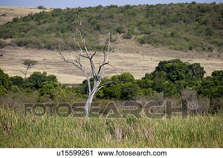 Stock Image - Kenya landscape. Fotosearch
