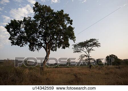 Kenya landscape View Large Photo Image Stock Photo - Kenya landscape. Fotosearch