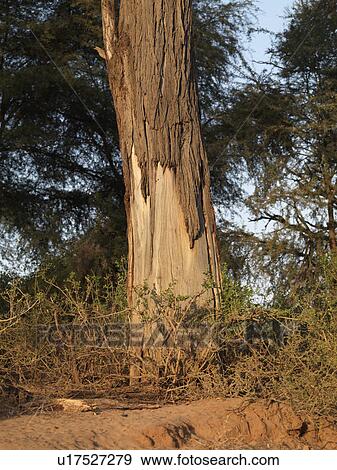 Stock Photo - Kenya landscape. Fotosearch