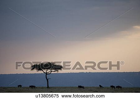 Stock Photography - Kenya landscape. Fotosearch