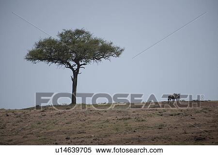 Kenya landscape View Large Photo Image Stock Photography - Kenya landscape. Fotosearch
