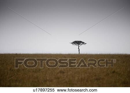 Stock Photography - Kenya landscape. Fotosearch