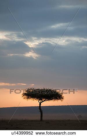 Kenya sky at sunset View Large Photo Image Stock Image - Kenya sky at sunset. Fotosearch