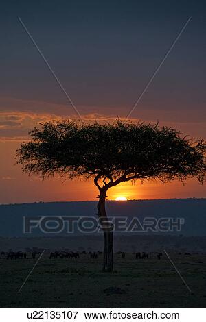 Stock Photo - Kenya sky at sunset. Fotosearch