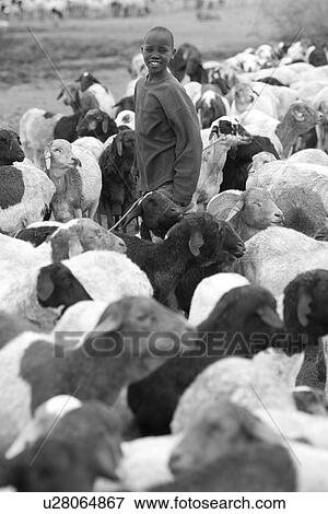Stock Photo - Kenyan boy with goats. Fotosearch