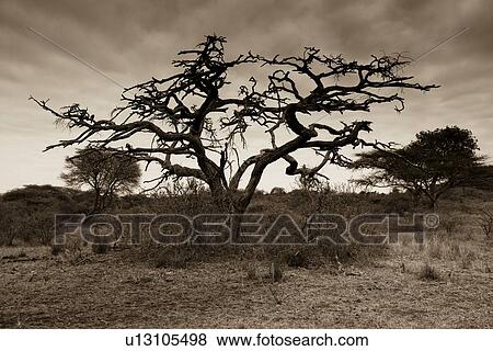 Kenyan landscape View Large Photo Image Stock Photo - Kenyan landscape. Fotosearch