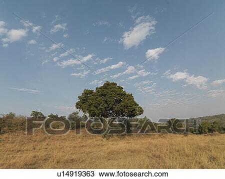 Stock Image - Landscape in Kenya Africa. Fotosearch