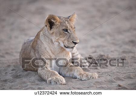 Picture - Lion Cub in Kenya Africa. Fotosearch