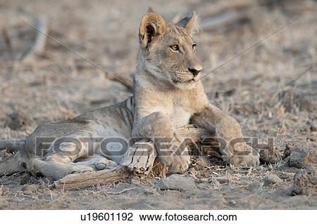 Lion Cub in Kenya Africa View Large Photo Image Stock Image - Lion Cub in Kenya Africa. Fotosearch