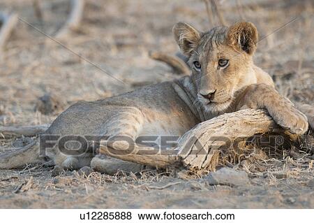 Stock Photo - Lion Cub in Kenya Africa. Fotosearch