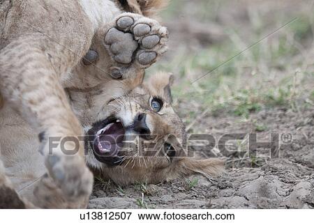 Stock Photo - Lion Cub in Kenya Africa. Fotosearch