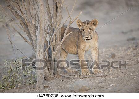 Lion Cub in Kenya Africa View Large Photo Image Stock Photograph - Lion Cub in Kenya Africa. Fotosearch