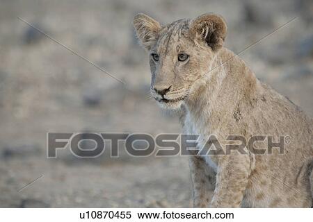 Stock Photography - Lion Cub in Kenya Africa. Fotosearch