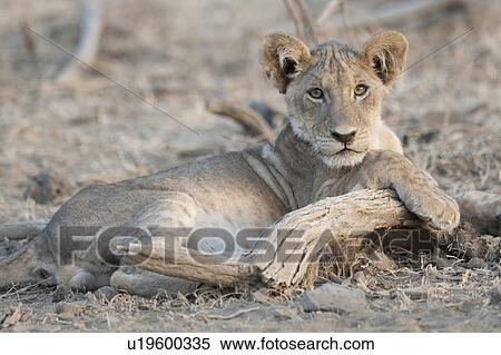 Lion Cub in Kenya Africa View Large Photo Image Stock Photography - Lion Cub in Kenya Africa. Fotosearch