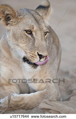 Picture - Lion in Kenya Africa. Fotosearch