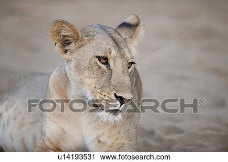 Stock Image - Lion in Kenya Africa. Fotosearch