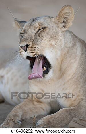 Lion in Kenya Africa View Large Photo Image Stock Image - Lion in Kenya Africa. Fotosearch