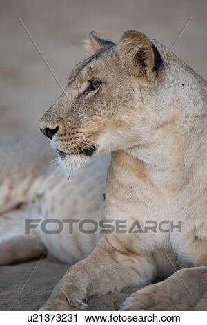 Stock Image - Lion in Kenya Africa. Fotosearch