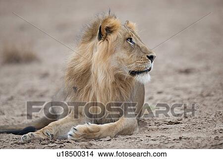 Lion wildlife in Kenya View Large Photo Image Picture - Lion wildlife in Kenya. Fotosearch