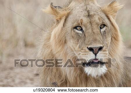 Lion wildlife in Kenya View Large Photo Image Picture - Lion wildlife in Kenya. Fotosearch