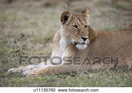 Stock Image - Lion wildlife in Kenya. Fotosearch