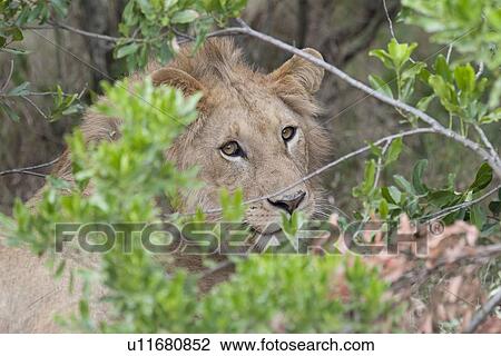 Stock Image - Lion wildlife in Kenya. Fotosearch