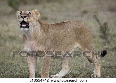 Stock Image - Lion wildlife in Kenya. Fotosearch