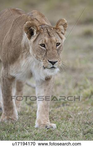 Stock Image - Lion wildlife in Kenya. Fotosearch