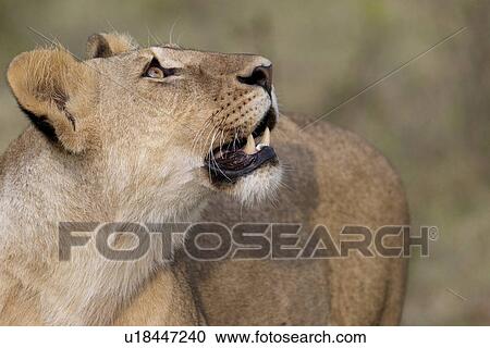 Lion wildlife in Kenya View Large Photo Image Stock Image - Lion wildlife in Kenya. Fotosearch