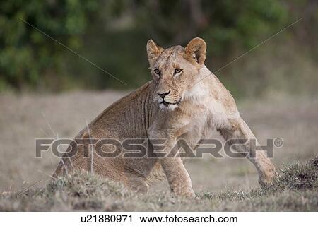 Stock Image - Lion wildlife in Kenya. Fotosearch