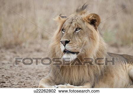 Stock Image - Lion wildlife in Kenya. Fotosearch