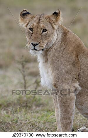 Lion wildlife in Kenya View Large Photo Image Stock Image - Lion wildlife in Kenya. Fotosearch