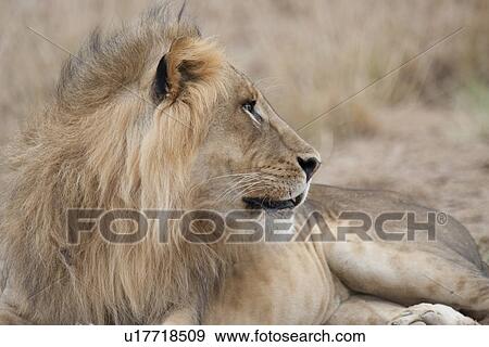 Stock Photo - Lion wildlife in Kenya. Fotosearch