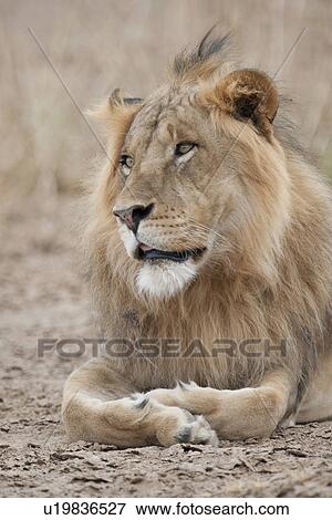 Lion wildlife in Kenya View Large Photo Image Stock Photo - Lion wildlife in Kenya. Fotosearch