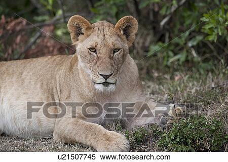 Stock Photography - Lion wildlife in Kenya. Fotosearch